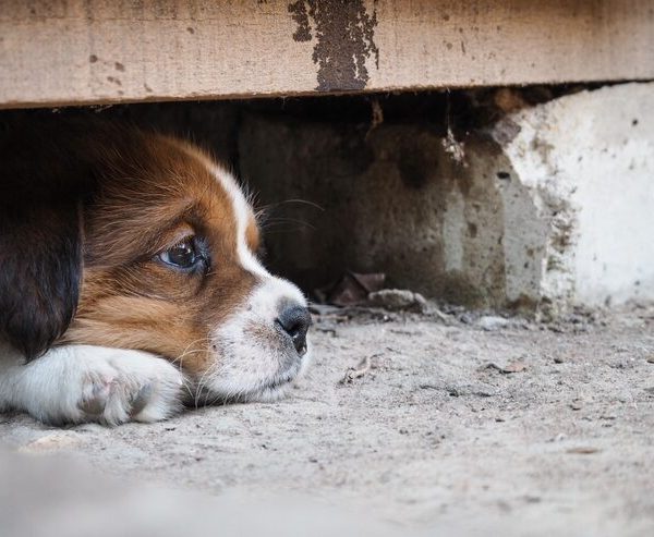 Férias de julho agravam crise: Brasil registra 30 milhões de pets abandonados