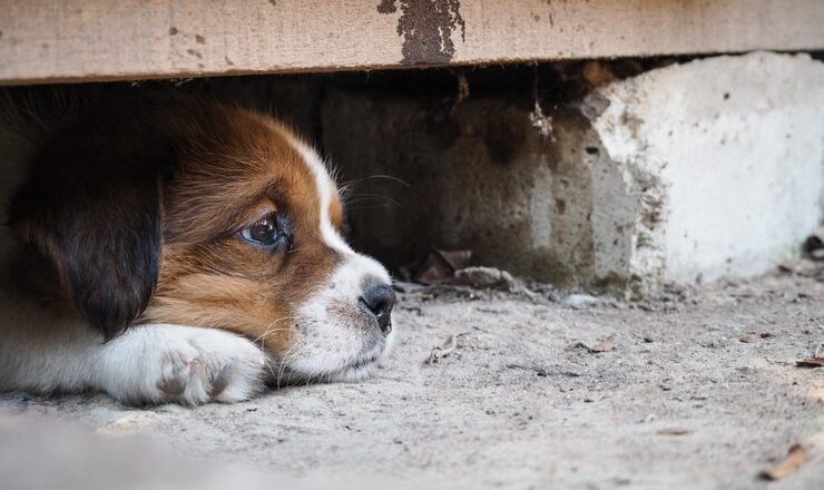 Férias de julho agravam crise: Brasil registra 30 milhões de pets abandonados
