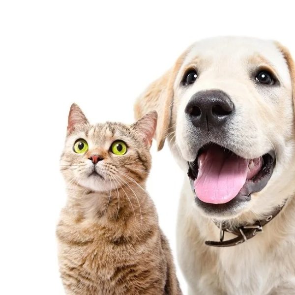 Pátio Paulista realiza quarta edição de Pet Day de 2026 com adoção responsável de cães e gatos