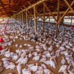 Frango e mel do Brasil recebem aval da União Europeia para exportação