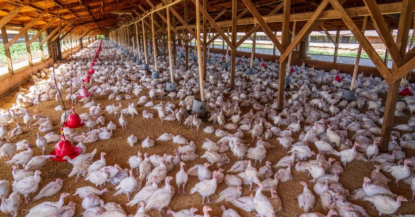 Frango e mel do Brasil recebem aval da União Europeia para exportação
